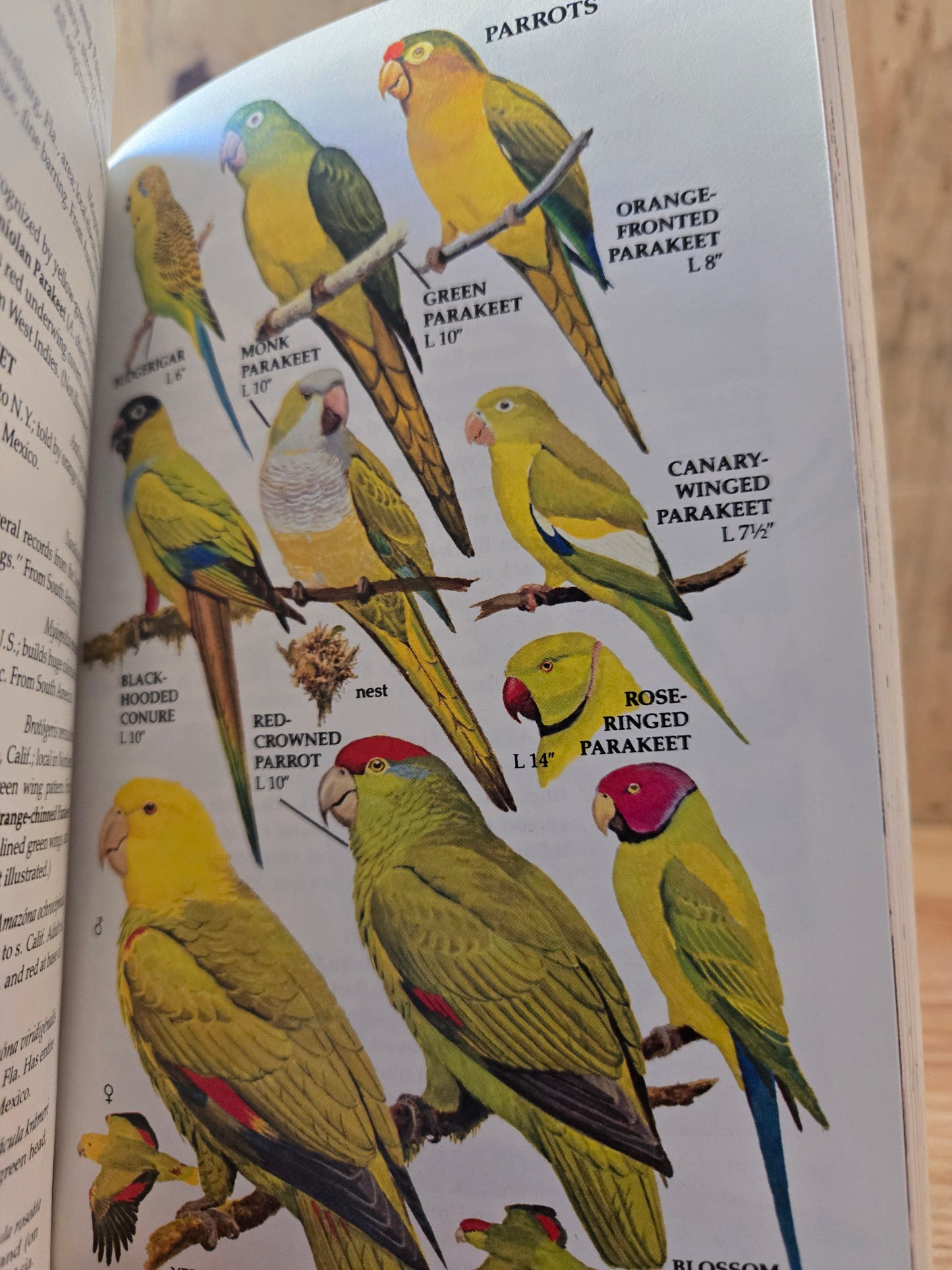 Birds of North America Field Guide // Golden Press // 1983 // Vintage Paperback Nature