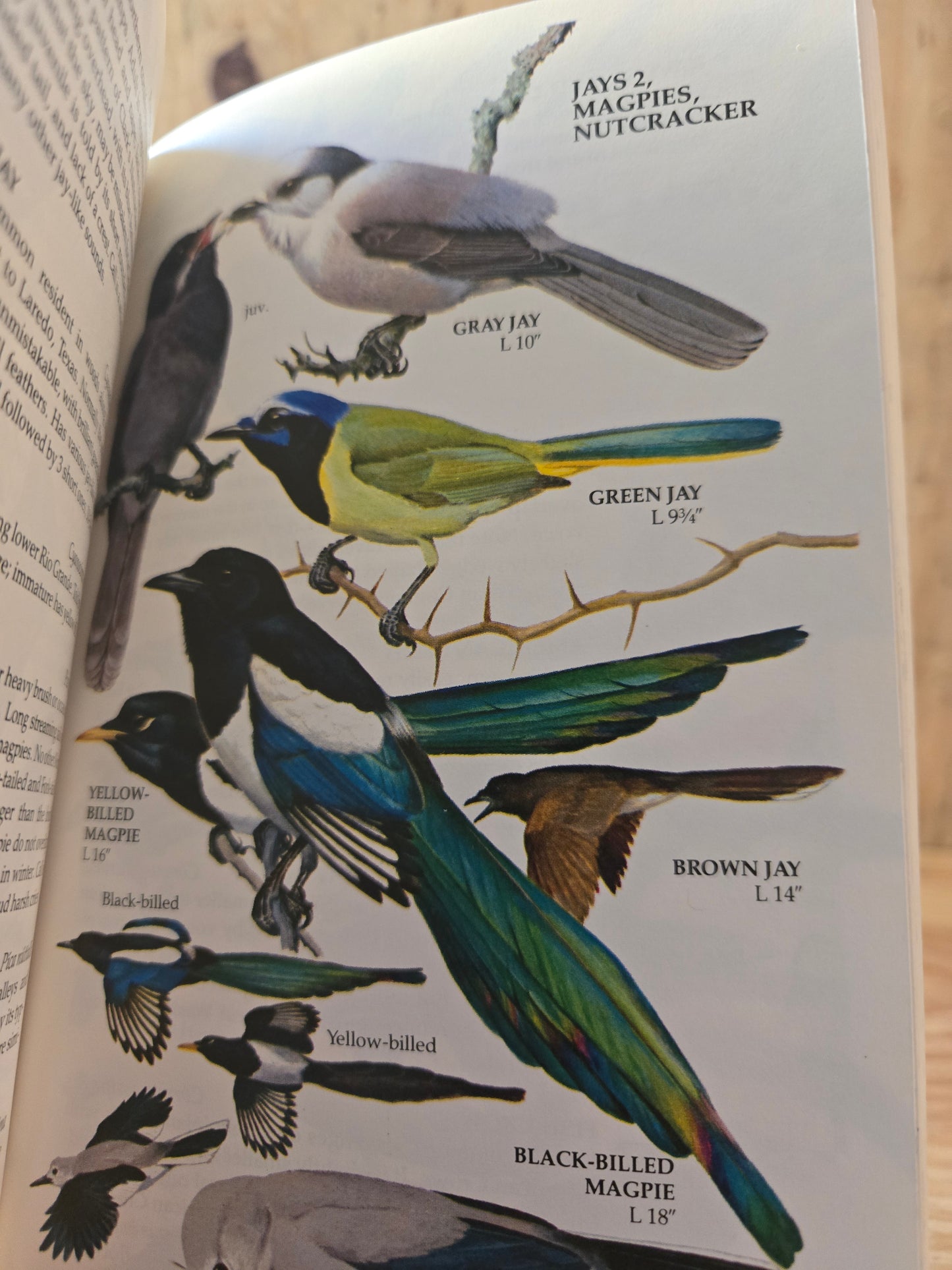 Birds of North America Field Guide // Golden Press // 1983 // Vintage Paperback Nature