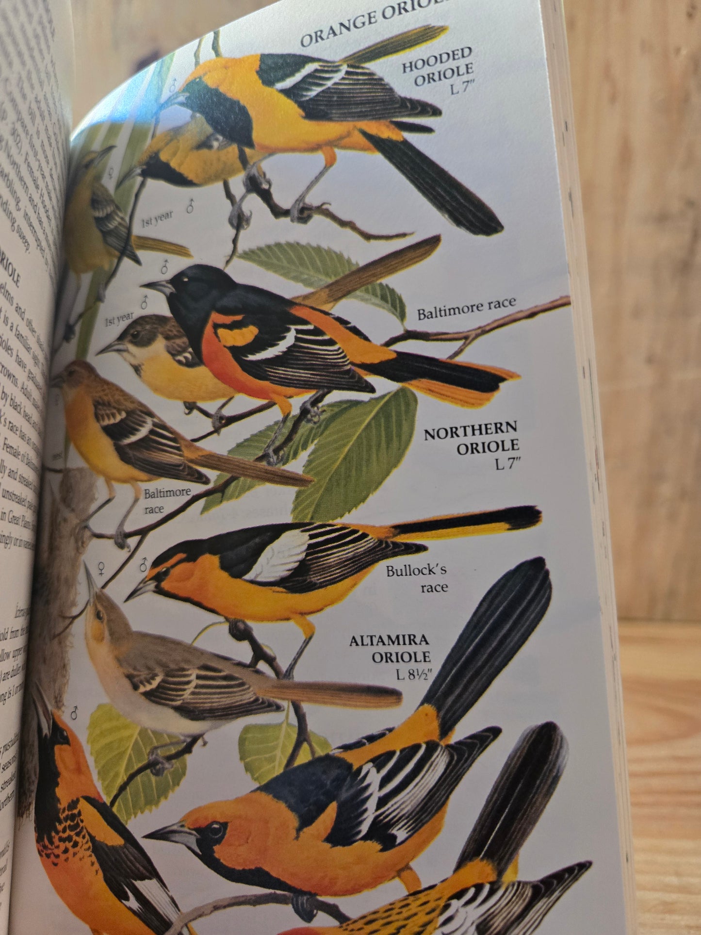 Birds of North America Field Guide // Golden Press // 1983 // Vintage Paperback Nature