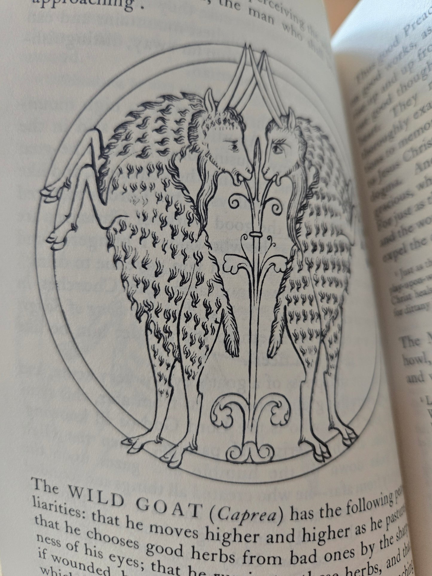 The Bestiary: A Book of Beasts // Translated and Edited by T.H. White // 1960 // Vintage Paperback Mythology