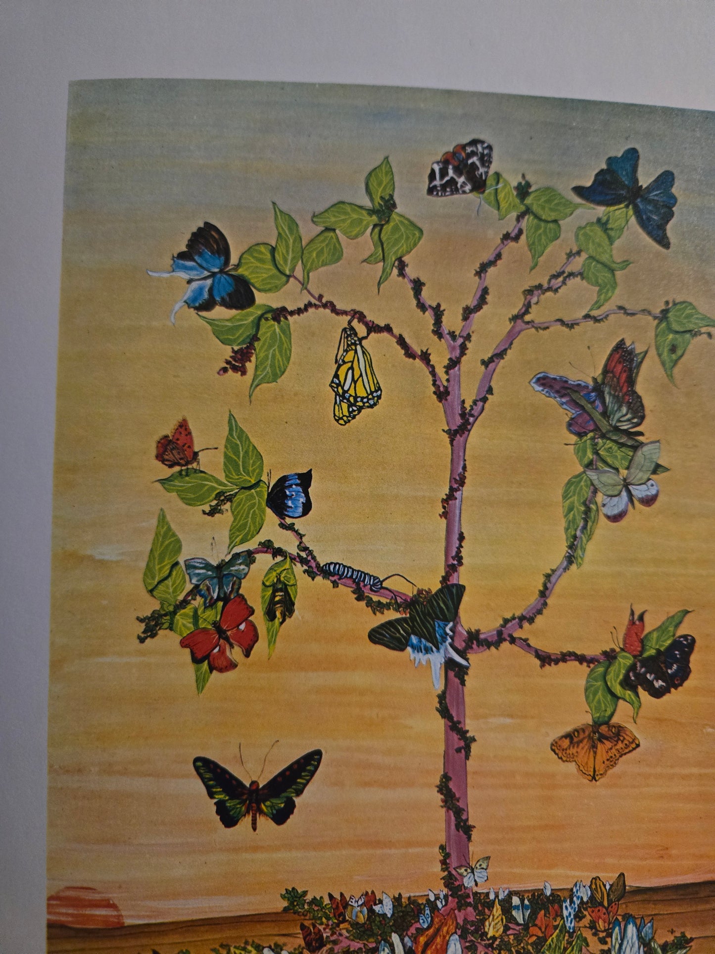 Tiger Flower // Robert Vavra and Fleur Cowles // 1969 // Vintage Hardcover Art Illustrations Book