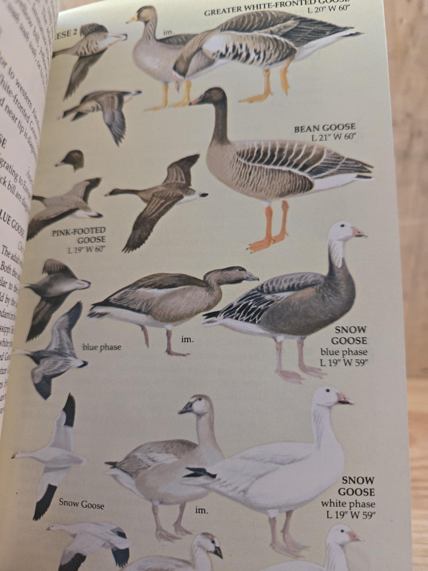 Birds of North America Field Guide // Golden Press // 1983 // Vintage Paperback Nature